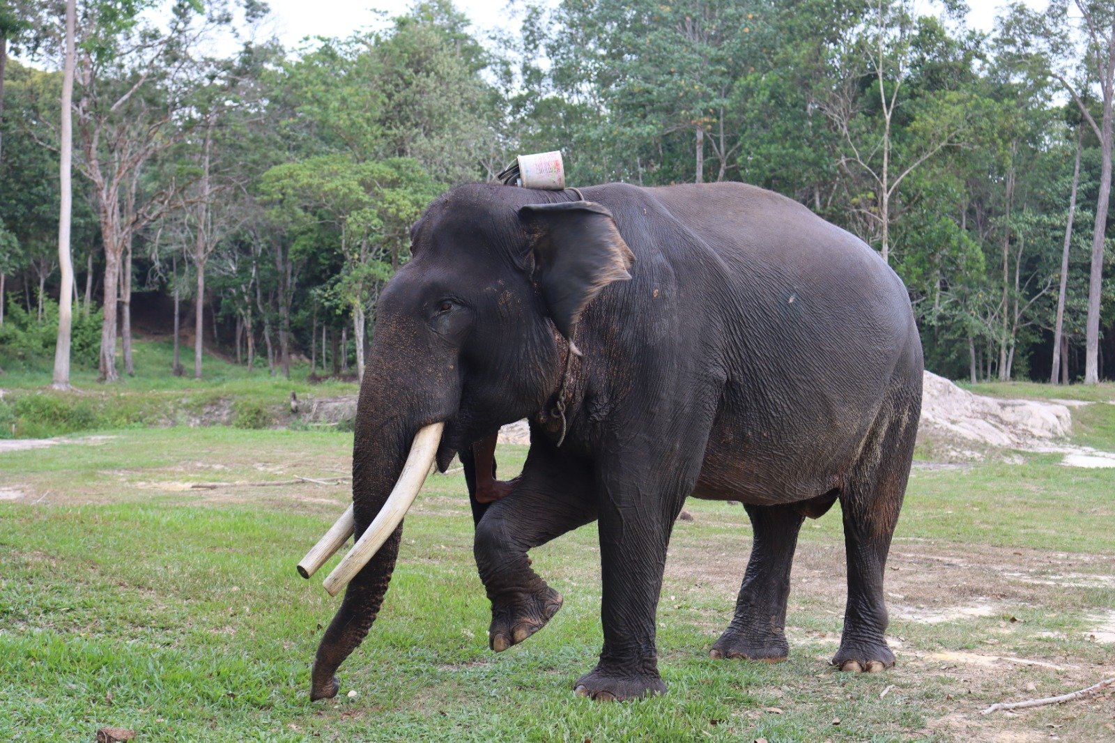 Mengenang Gajah Jovi, 2 Dekade Menjadi Diplomat Rimba Penjaga Perdamaian di Riau