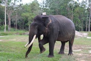 Mengenang Gajah Jovi, 2 Dekade Menjadi Diplomat Rimba Penjaga Perdamaian di Riau